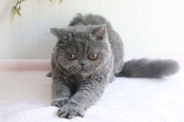 セルカークレックス【大阪府・女の子・2018年2月15日・ブルー（ショートヘア　巻き毛）】の写真「目力のあるショートヘアの巻き毛ちゃん」