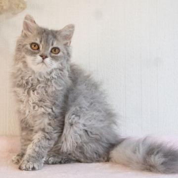 セルカークレックス【大阪府・男の子・2022年3月16日・ブルータビー（ロングヘア　巻き毛）】の写真「かわいい巻き毛の男の子」