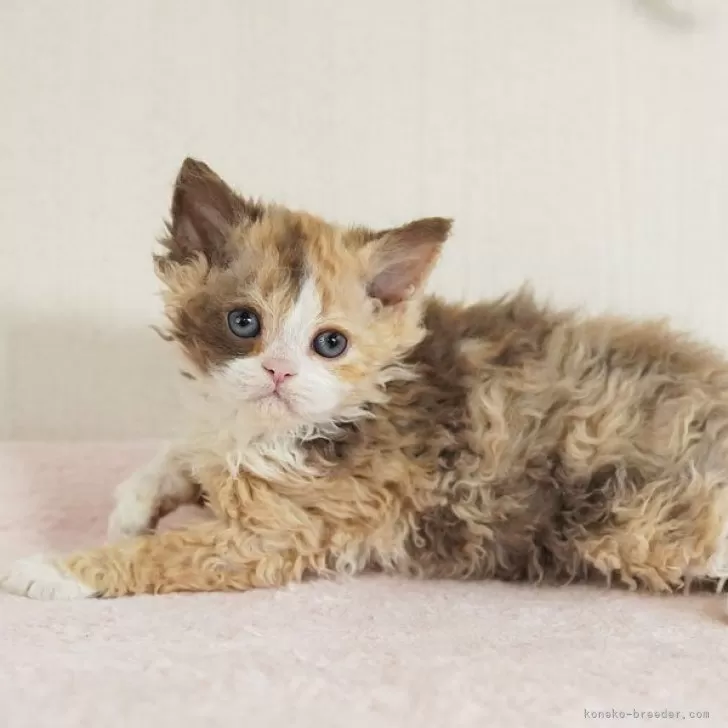 セルカークレックス【大阪府・女の子・2025年9月20日・チョコレートキャリコ】の写真1