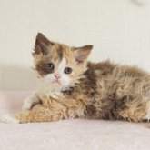 セルカークレックス