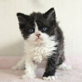 セルカークレックス