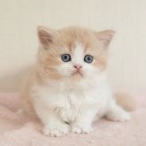 セルカークレックス