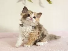 セルカークレックス【大阪府・女の子・2025年9月20日・チョコレートキャリコ】の写真2