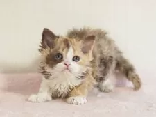 セルカークレックス【大阪府・女の子・2025年9月20日・チョコレートキャリコ】の写真3