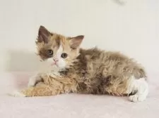 セルカークレックス【大阪府・女の子・2025年9月20日・チョコレートキャリコ】の写真7