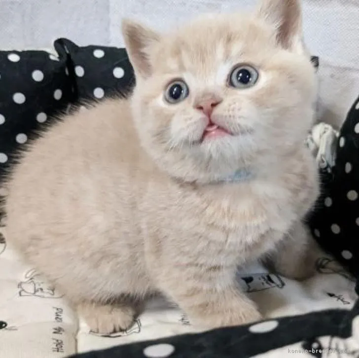 ID：2303-00030の子猫