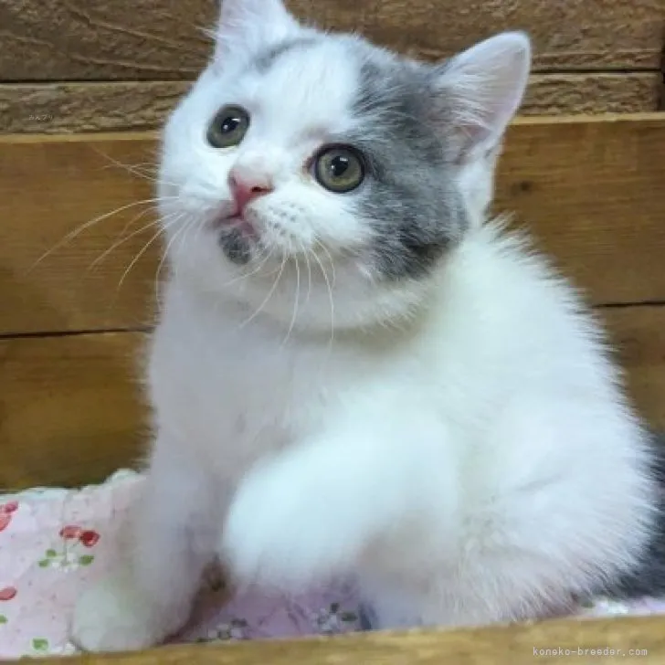 ID：2308-03209の子猫