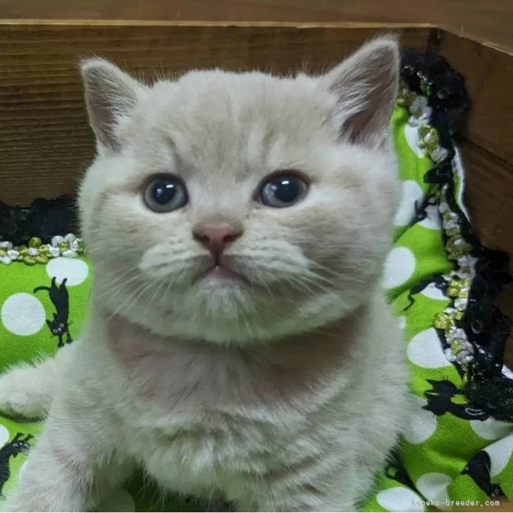 ID:2405-03553の子猫
