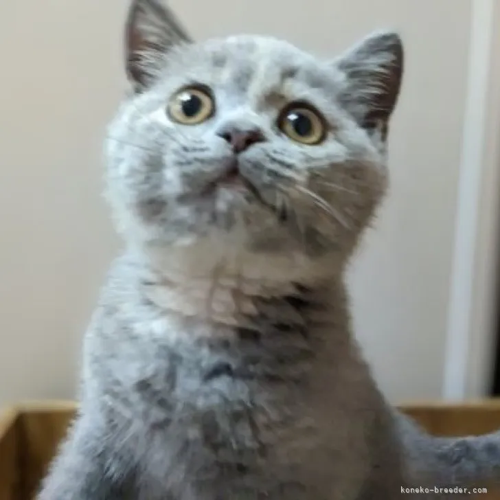 ID：2304-02043の子猫