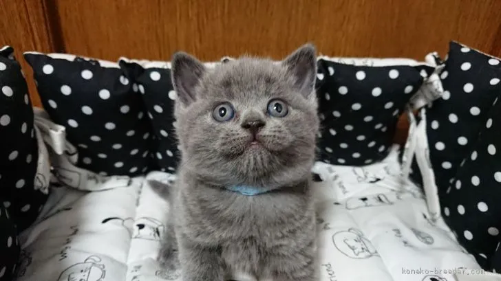 ID：2005-02023の子猫