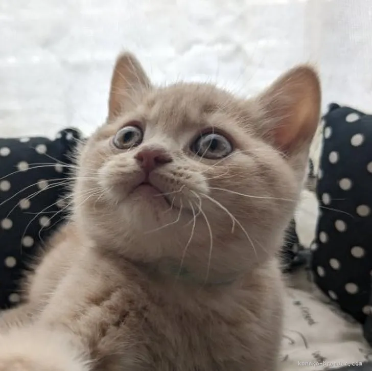 ID：2303-00032の子猫