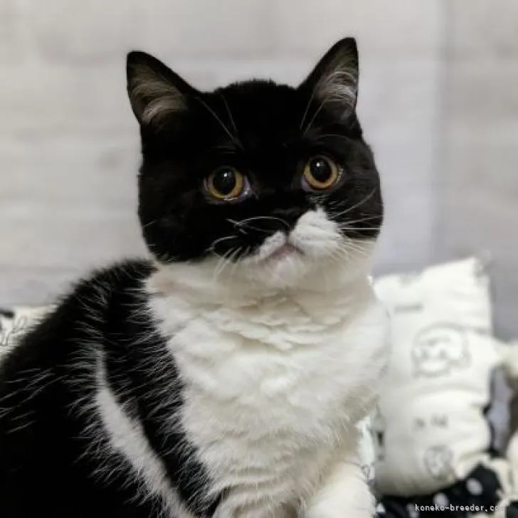 ID:2211-00605の子猫