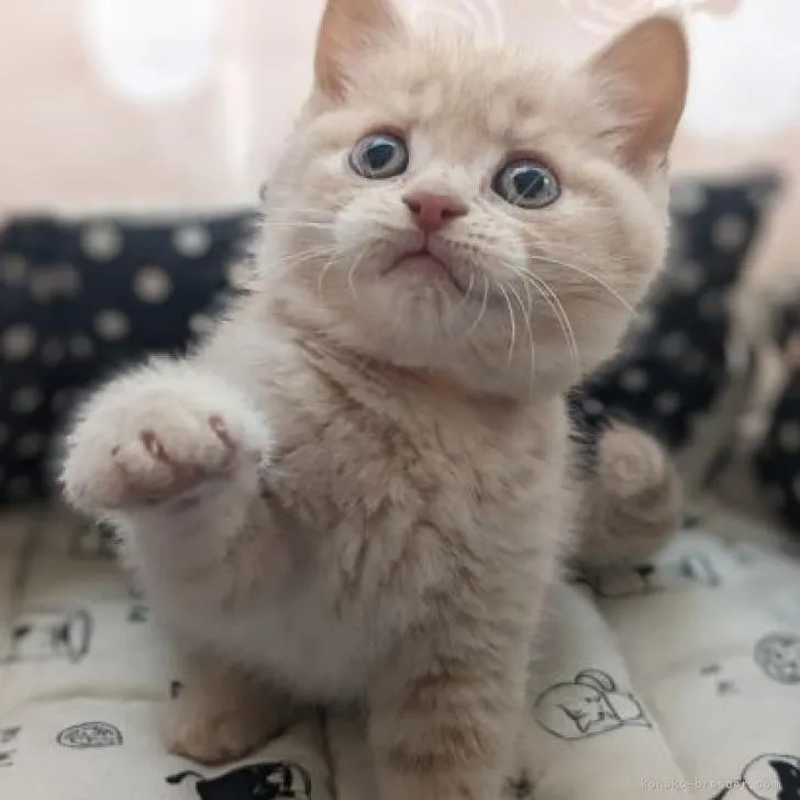 ID:2303-00031の子猫