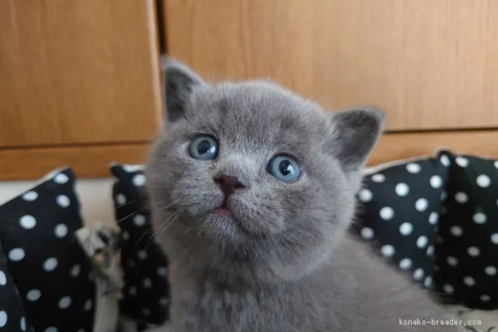 ID:2103-00275の子猫