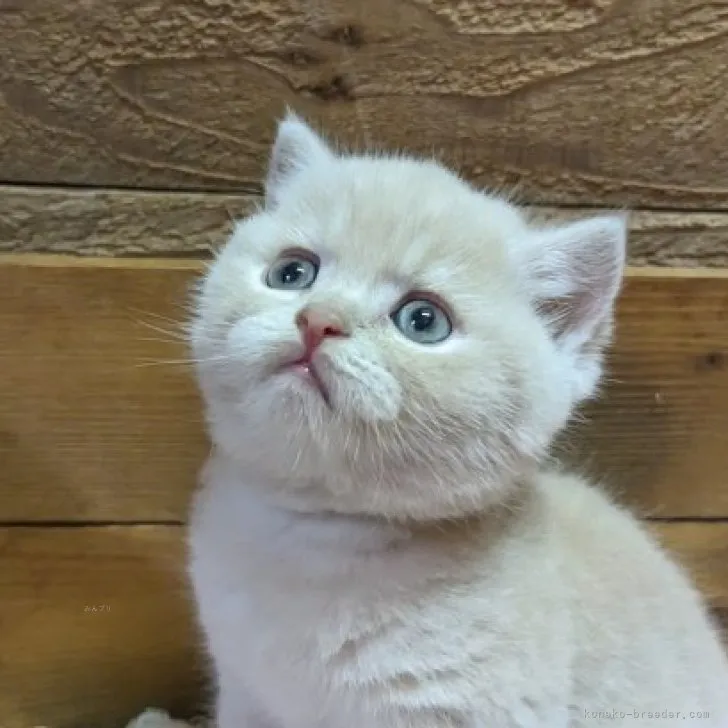 ID：2309-00564の子猫