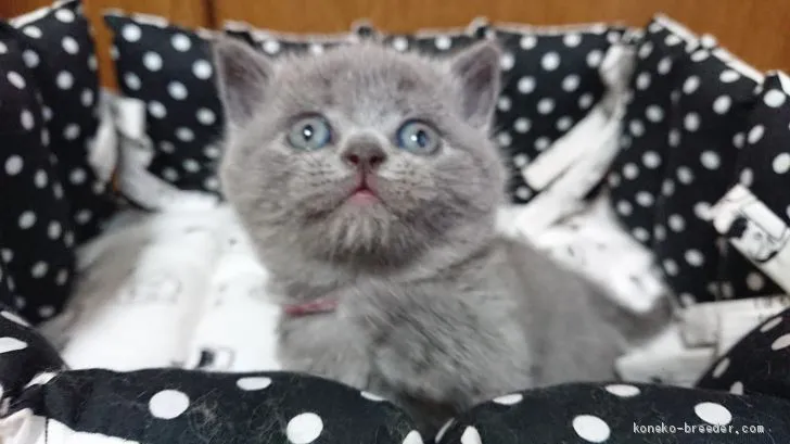 ID:2005-02026の子猫