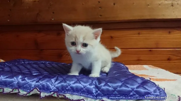 あつこ 様のお迎えした子猫