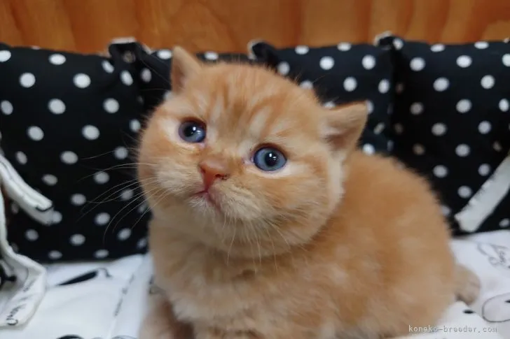 ID:2106-00069の子猫