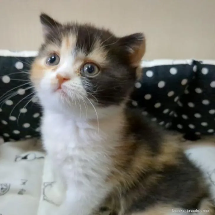 ID:2210-03091の子猫