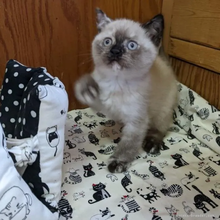 ID：2208-02765の子猫