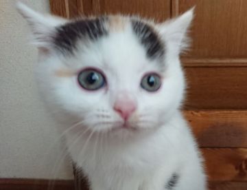 ブリティッシュショートヘア【神奈川県・女の子・2019年4月15日・キャリコ】の写真「おもしろ柄可愛いです🎵」