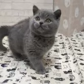 ブリティッシュショートヘア【神奈川県・男の子・2023年12月25日・ブルー】の写真1