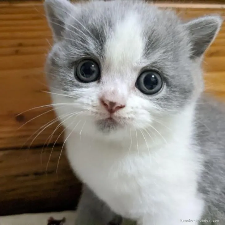 ID：2210-00172の子猫