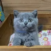 ブリティッシュショートヘア【神奈川県・男の子・2024年5月24日・ブルー】の写真2