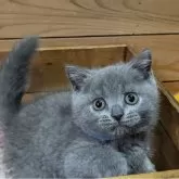 ブリティッシュショートヘア【神奈川県・男の子・2024年5月24日・ブルー】の写真3