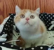 ブリティッシュショートヘア【神奈川県・男の子・2019年4月15日・レッドタビー&ホワイト】の写真3