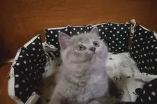 ブリティッシュショートヘア【神奈川県・女の子・2021年8月11日・ブルークリーム】の写真4