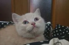 ブリティッシュショートヘア【神奈川県・男の子・2021年11月28日・クリーム】の写真4