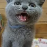 ブリティッシュショートヘア【神奈川県・男の子・2024年5月24日・ブルー】の写真5