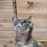 ブリティッシュショートヘア【神奈川県・女の子・2025年5月17日・トーティーシェル】の写真10