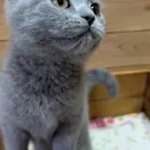 ブリティッシュショートヘア【神奈川県・男の子・2025年4月30日・ブルー】の写真12