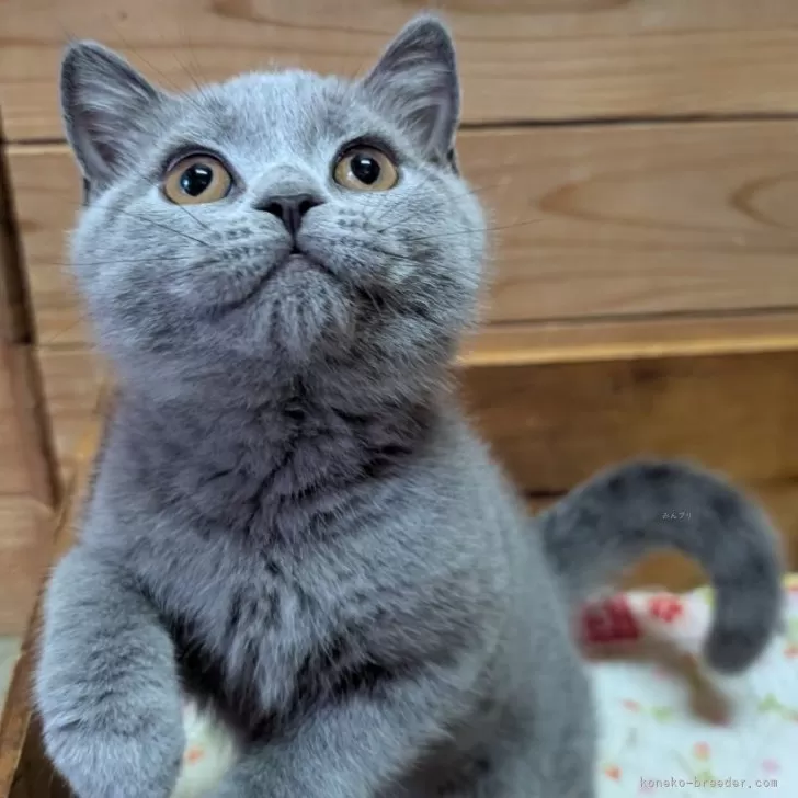 ID:2507-00025の子猫