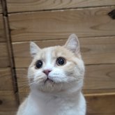 ブリティッシュショートヘア