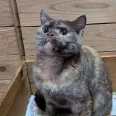 ブリティッシュショートヘア【神奈川県・女の子・2025年5月17日・トーティーシェル】の写真7