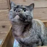 ブリティッシュショートヘア【神奈川県・女の子・2025年5月17日・トーティーシェル】の写真9