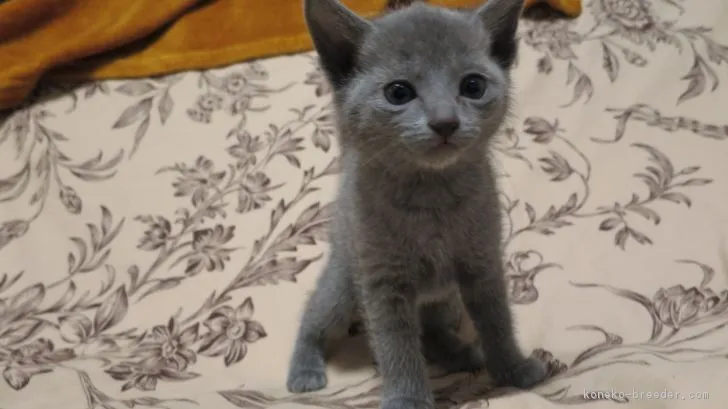ID:1801-00770の子猫