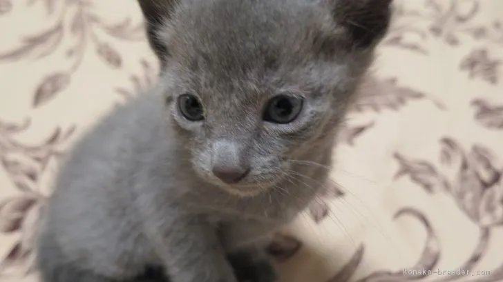 ID：1801-00769の子猫