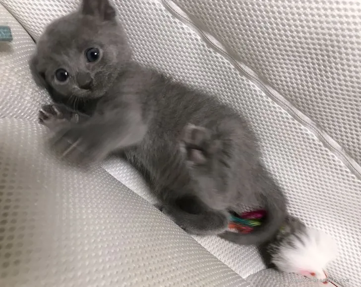 ID:1904-00442の子猫