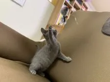 ロシアンブルー【東京都・男の子・2021年1月29日・ブルー】の写真2「3/16撮影」