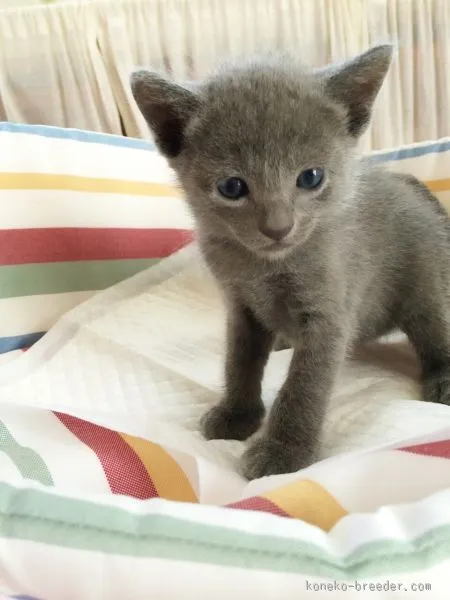 ID：1508-00077の子猫