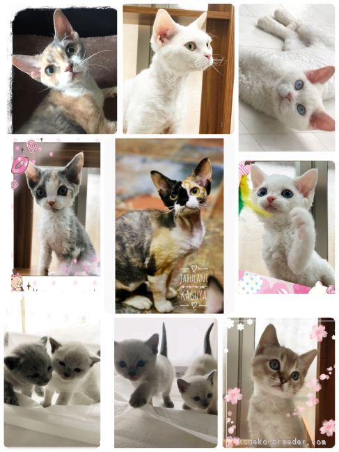 我家の外産デボンレックス｜高梨　陽子(たかなし　ようこ)ブリーダー(宮城県・ロシアンブルーなど・ACC登録)の紹介写真2