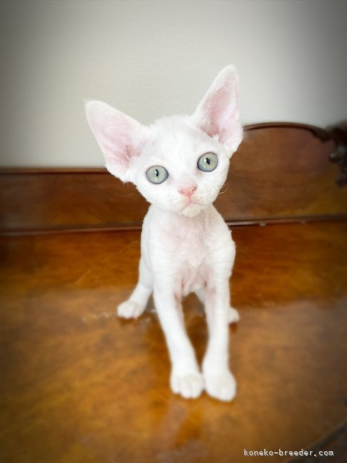 高梨陽子ブリーダーのブログ：デボちゃん近況