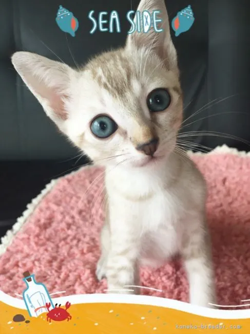 ID:1608-00118の子猫