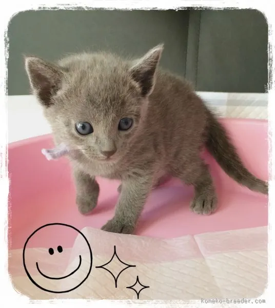 なかむら 様のお迎えした子猫