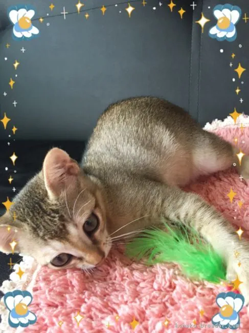 平井　桂 様のお迎えした子猫