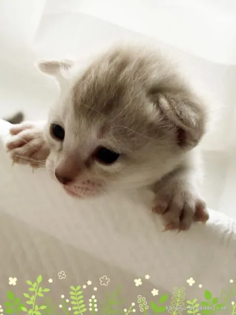 ID：1704-01010の子猫